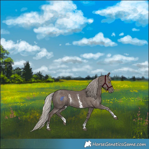 Horse Color:Silver Black Sabino Rabicano 