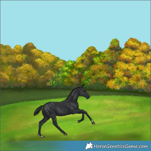 Horse Color:Black Rabicano 