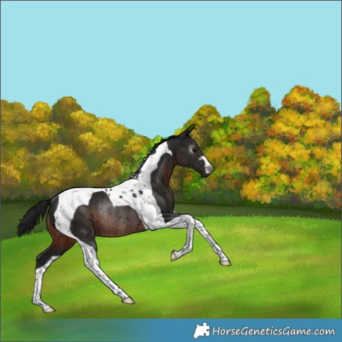 Horse Color:Gray Brown Tobiano Rabicano