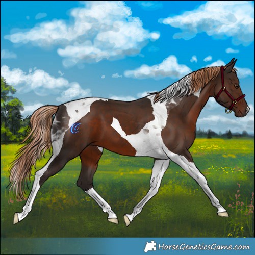 Horse Color:Liver Chestnut Tobiano 