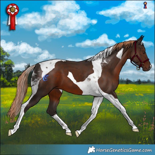 Horse Color:Liver Chestnut Tobiano