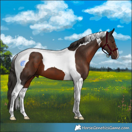 Horse Color:Liver Chestnut Tobiano 