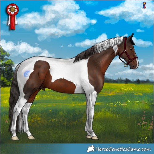 Horse Color:Liver Chestnut Tobiano