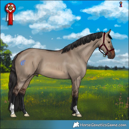 Horse Color:Brown Dun 