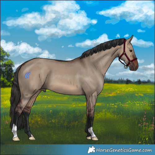 Horse Color:Brown Dun 