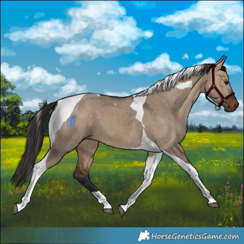 Horse Color:Bay Dun Tobiano