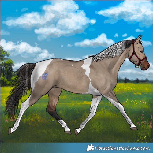Horse Color:Bay Dun Tobiano 