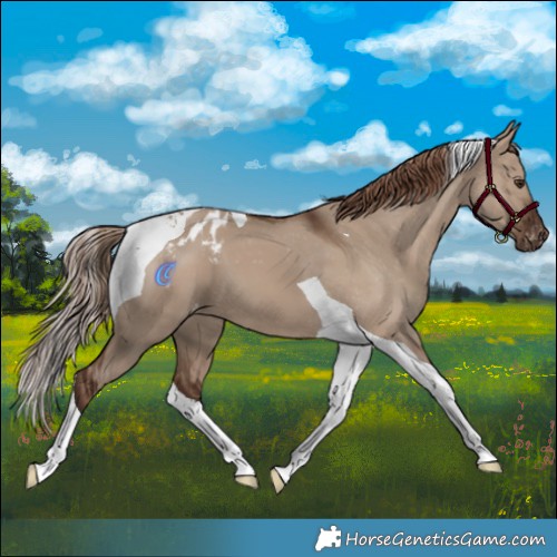 Horse Color:Liver Red Dun Tobiano Appaloosa 