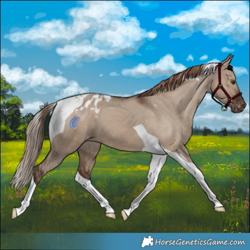 Horse Color:Liver Red Dun Tobiano Appaloosa