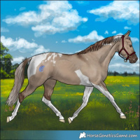 Horse Color:Liver Red Dun Tobiano Varnish