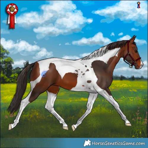 Horse Color:Bay Tobiano