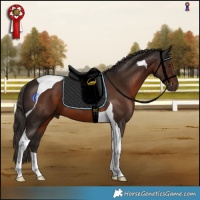 Horse Color:Liver Chestnut Tobiano