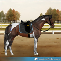 Horse Color:Liver Chestnut Tobiano 