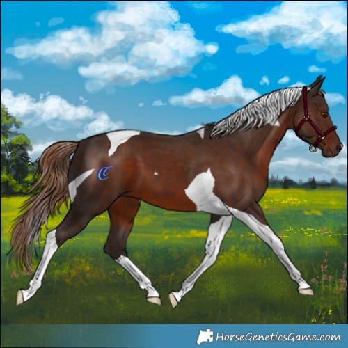 Horse Color:Liver Chestnut Tobiano 