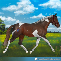 Horse Color:Liver Chestnut Tobiano
