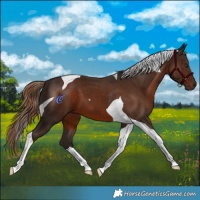 Horse Color:Liver Chestnut Tobiano 