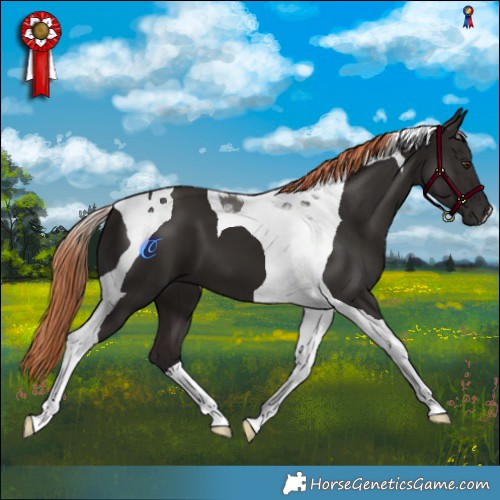 Horse Color:Liver Chestnut Tobiano 