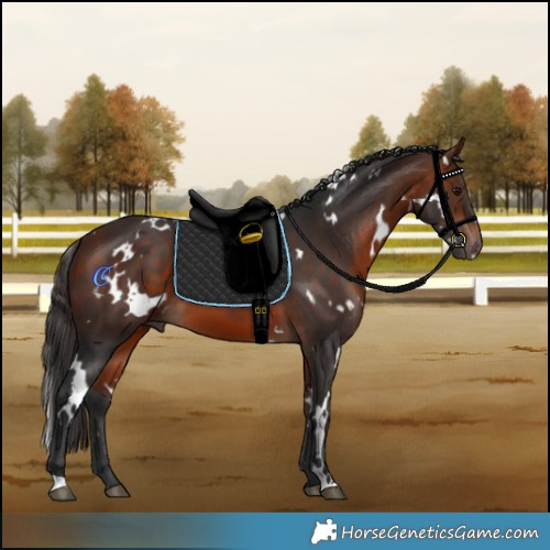 Horse Color:White Spotted Bay 
