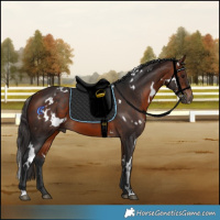 Horse Color:White Spotted Bay 