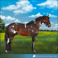 Horse Color:White Spotted Bay 