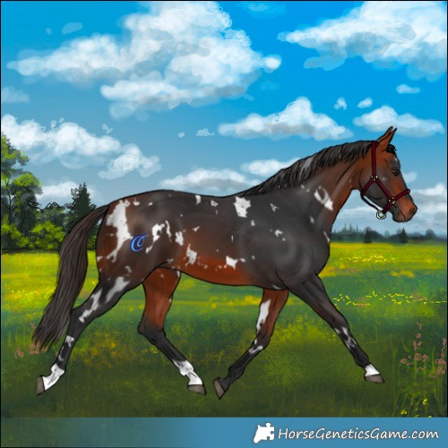 Horse Color:White Spotted Bay