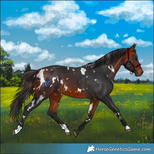 Horse Color:White Spotted Bay 