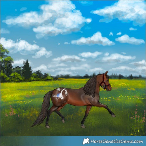 Horse Color:Bay Blanket