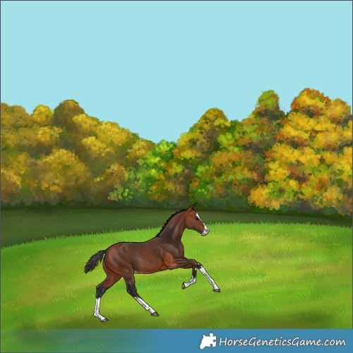 Horse Color:Bay Splash Appaloosa