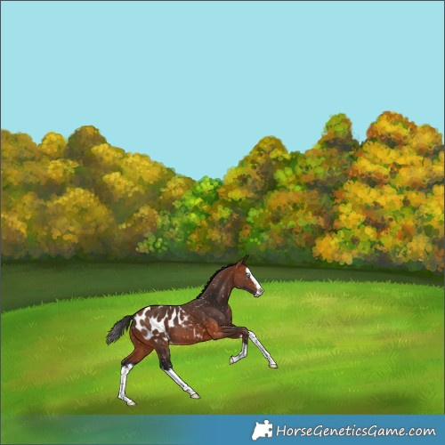 Horse Color:Bay Splash Appaloosa
