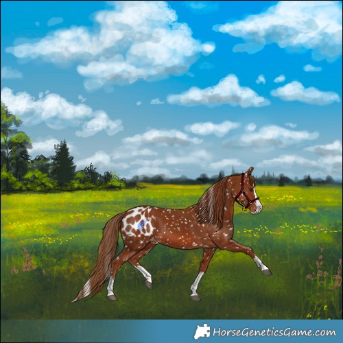 Horse Color:Chestnut Splash Appaloosa