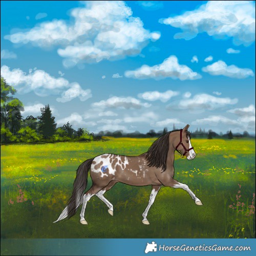 Horse Color:Liver Red Dun Splash Appaloosa 