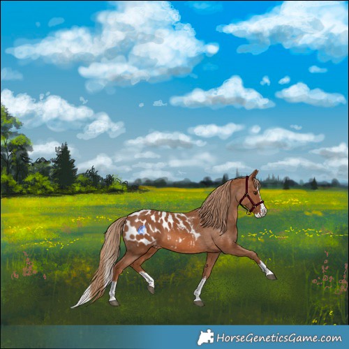 Horse Color:Chestnut Splash Blanket