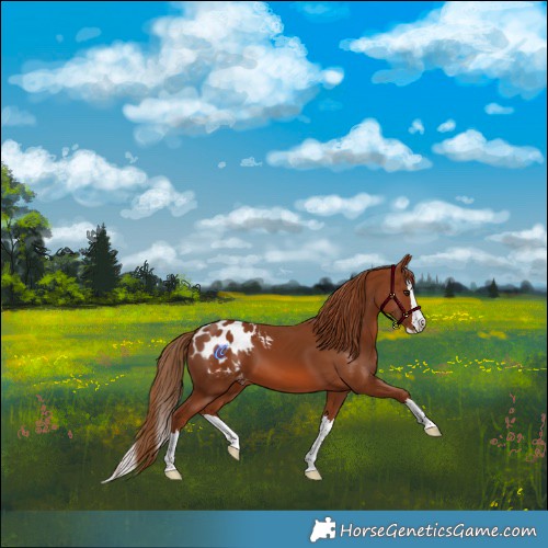 Horse Color:Chestnut Splash Blanket 