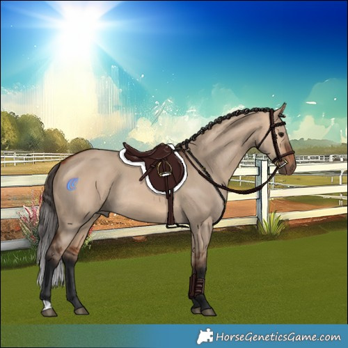 Horse Color:Bay Dun Rabicano 
