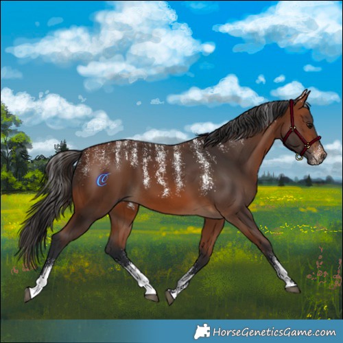 Horse Color:Powder White Bay 