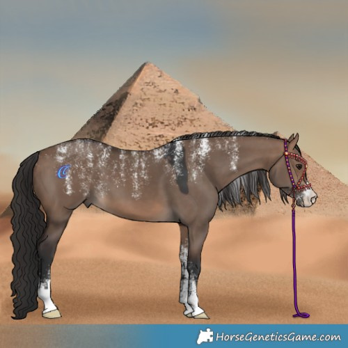 Horse Color:Powder White Brown Dun 