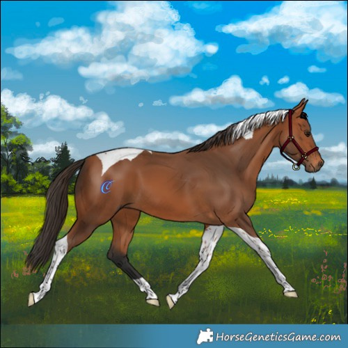 Horse Color:Bay Tobiano
