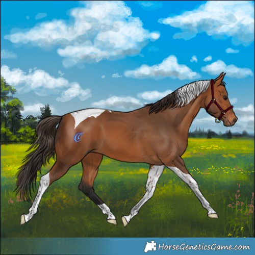 Horse Color:Bay Tobiano 