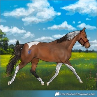 Horse Color:Bay Tobiano 