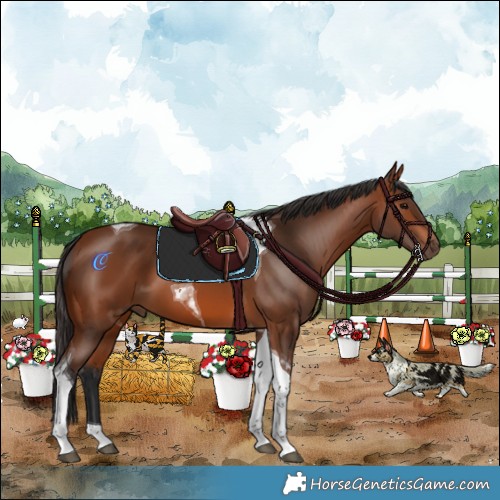 Horse Color:Bay Tobiano 