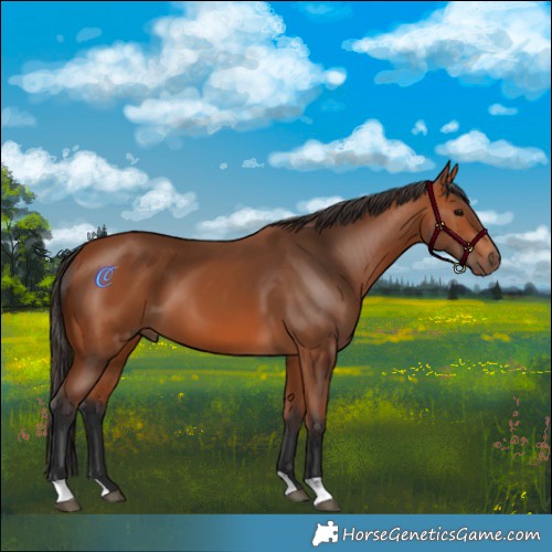 Horse Color:Bay 