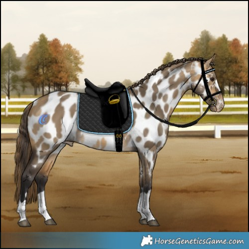 Horse Color:Buckskin Dun Near Leopard