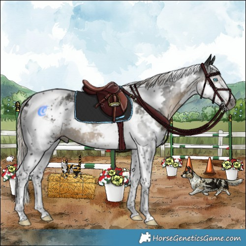 Horse Color:Gray White Spotted Silver Smoky Black Splash Tobiano Appaloosa 