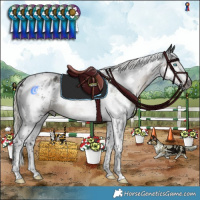 Horse Color:Gray White Spotted Silver Smoky Black Splash Tobiano Appaloosa