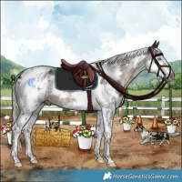 Horse Color:Gray White Spotted Silver Smoky Black Splash Tobiano Appaloosa 