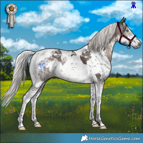 Horse Color:Gray Silver Black Splash Tobiano Appaloosa 