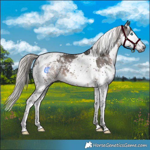 Horse Color:Gray Silver Black Splash Tobiano Appaloosa