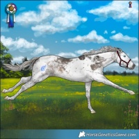 Horse Color:Gray Silver Black Splash Tobiano Appaloosa 