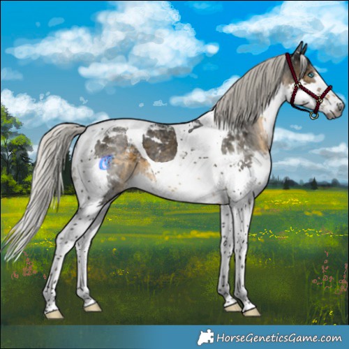 Horse Color:Gray Silver Smoky Black Splash Tobiano Appaloosa 