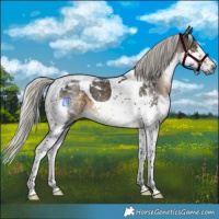 Horse Color:Gray Silver Smoky Black Splash Tobiano Appaloosa